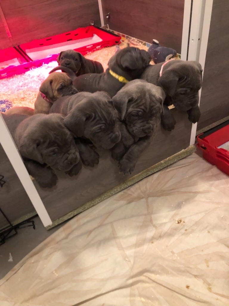 chiot Cane Corso Des Gardiens De Sariane